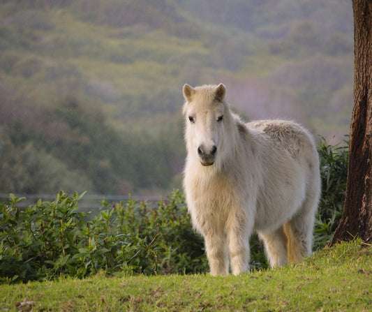 Horses With Cushing's: Your Comprehensive Guide To Feeding and Management