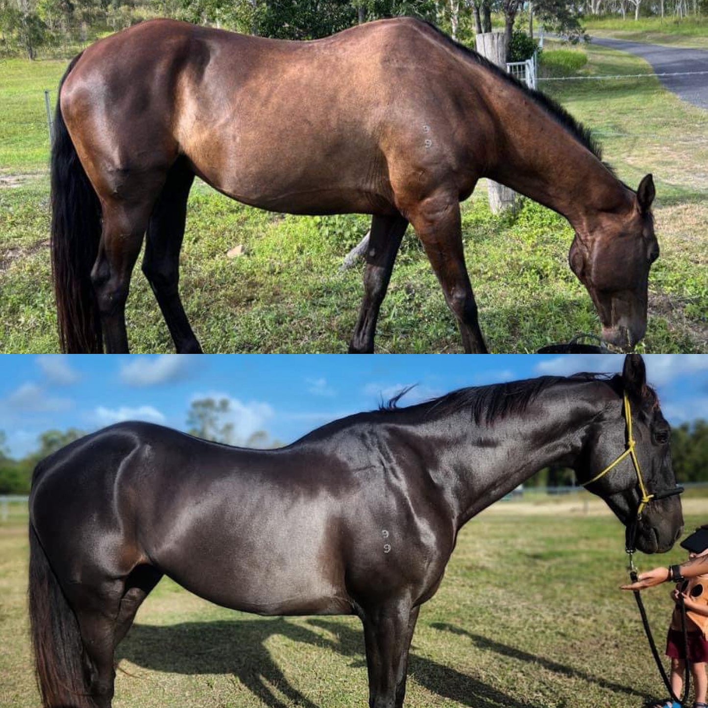 Remote Equine Nutrition Consultation