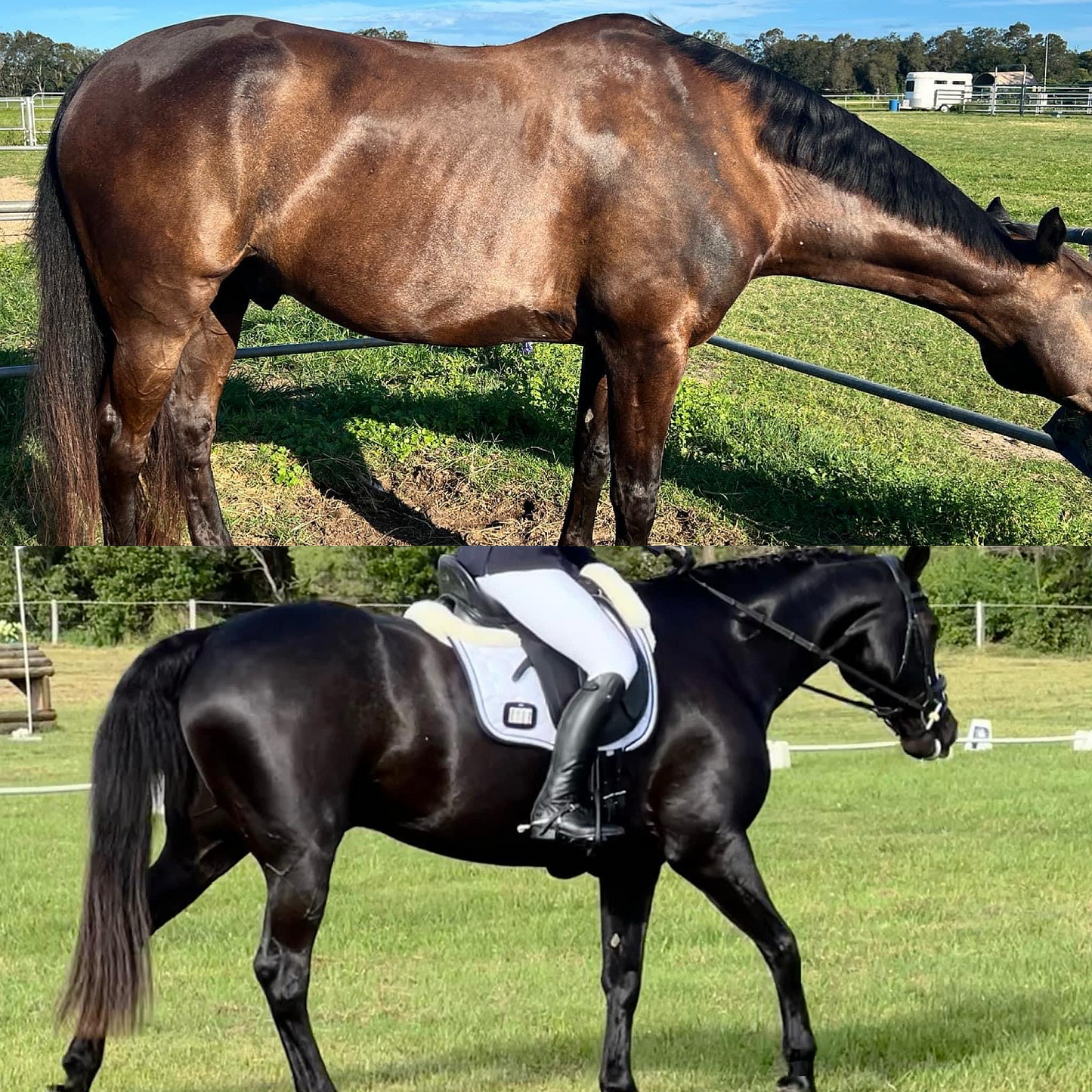 Remote Equine Nutrition Consultation