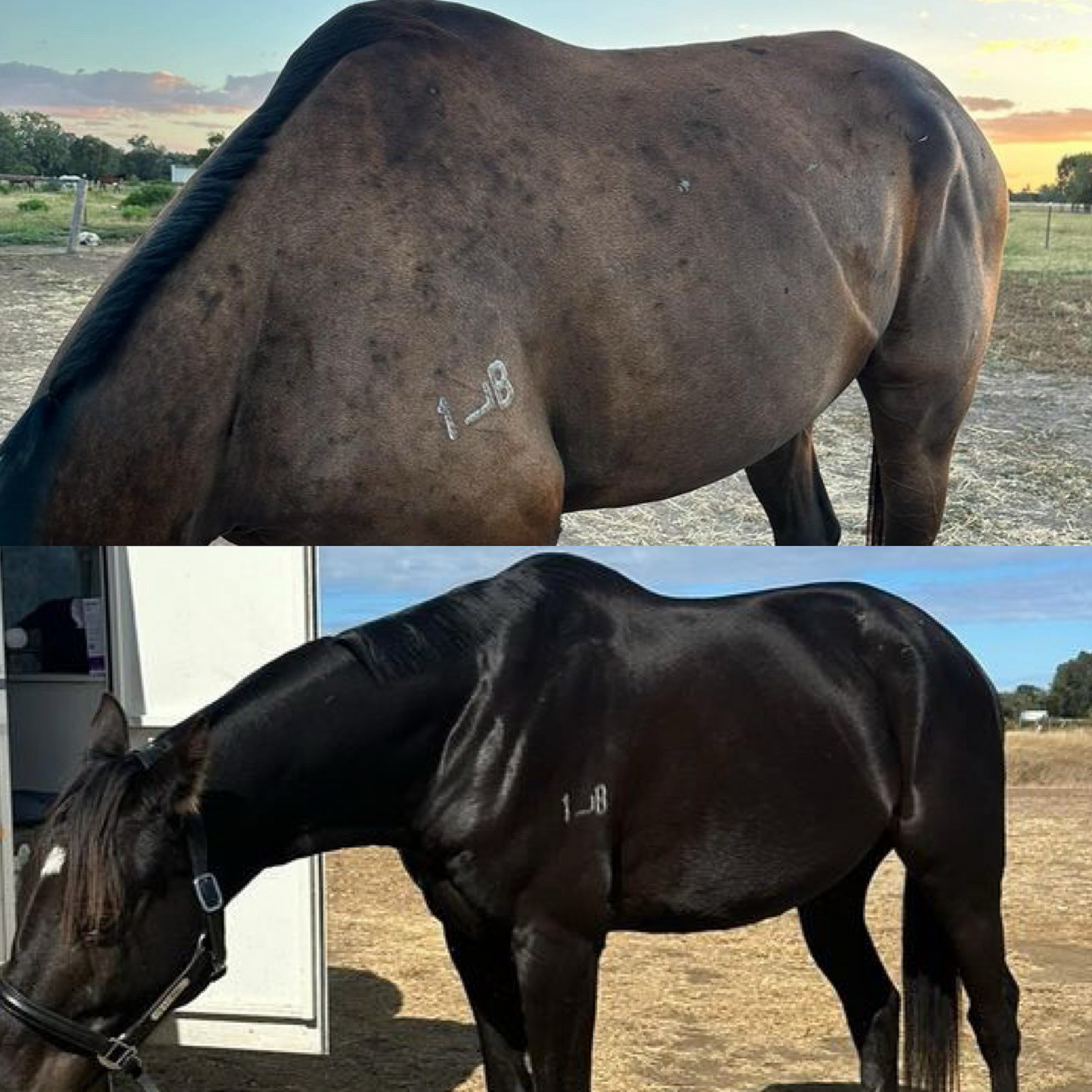 Remote Equine Nutrition Consultation