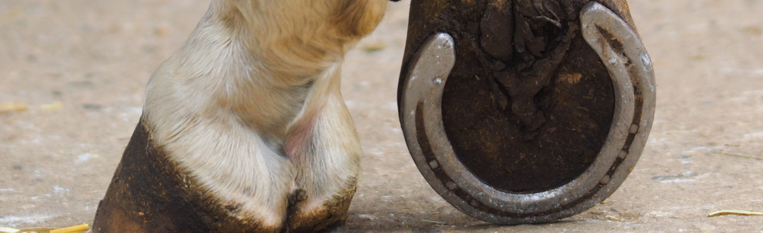 Feeling puzzled about hoof health?