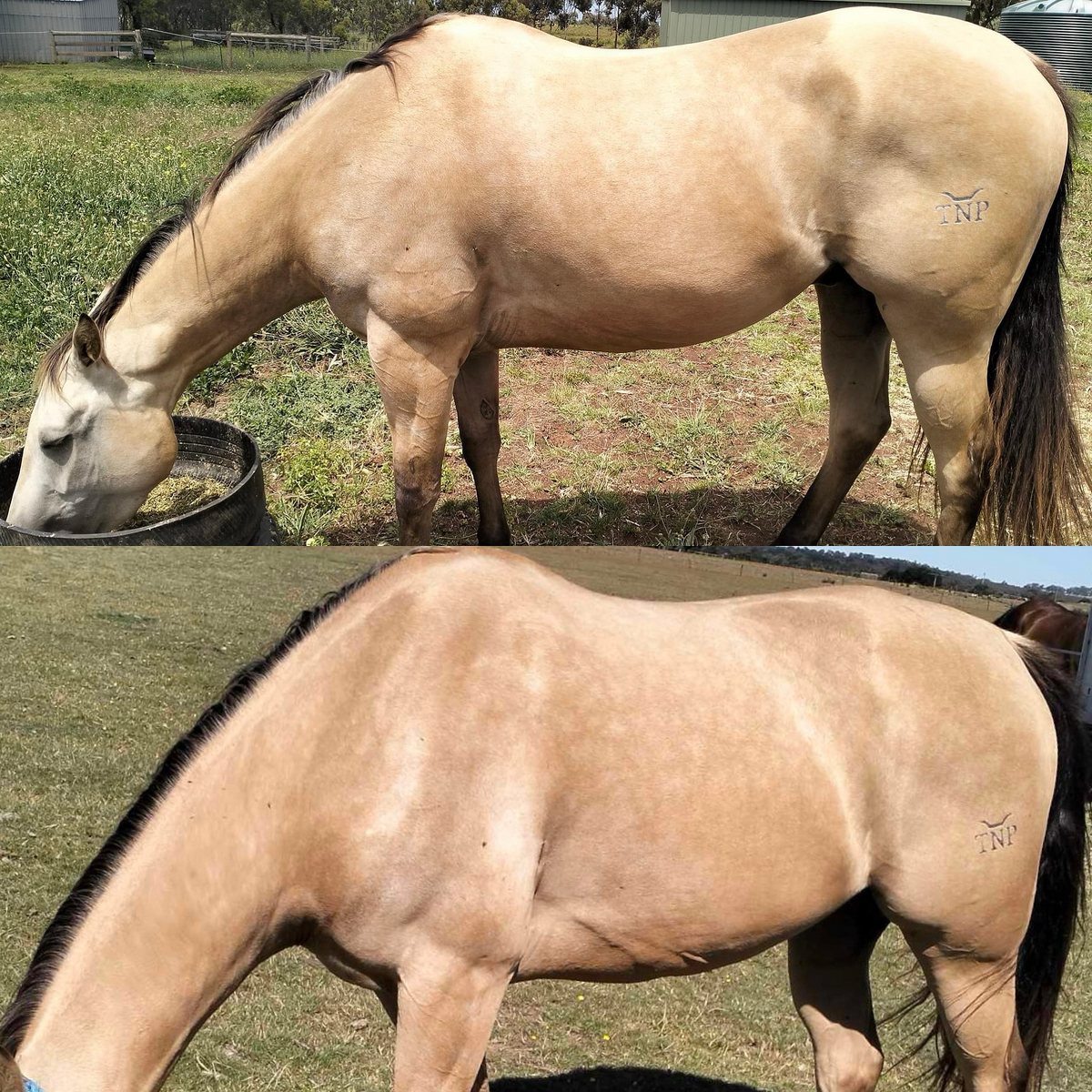 PractiFLAX – Stable-Ised Equine Pty Ltd
